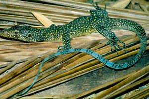 Rescatan a varano de cola azul en la alcaldía Venustiano Carranza