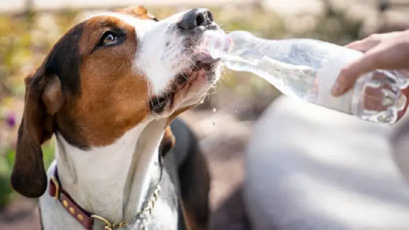 ¡Atención! Se pronostican altas temperaturas en la CDMX. Recuerda proteger a tus mascotas del golpe de calor