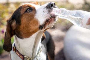 ¡Atención! Se pronostican altas temperaturas en la CDMX. Recuerda proteger a tus mascotas del golpe de calor