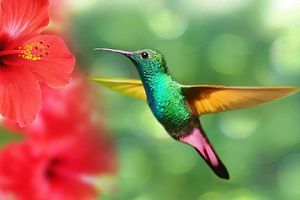 Los colibríes, en peligro extinción por ‘culpa’ del amor, San Valentín  y la brujería