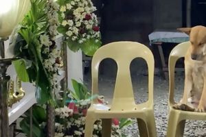 Perrito es captado durmiendo al lado del ataúd de su dueña; te contamos la historia