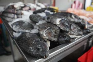 Semana Santa 2024: Conoce el precio de los mariscos y pescados para esta temporada de cuaresma