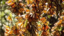 Disminuye población de mariposas monarca en México; autoridades reconocer su preocupación