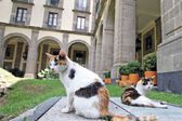 Gatos que viven en Palacio Nacional tendrán alimentación y cuidado de por vida, por orden de AMLO
