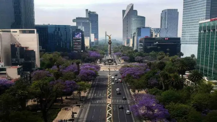 Es tiempo de ver la CDMX morada ¿Sabes cómo llegaron las jacarandas a la capital?