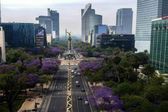 Es tiempo de ver la CDMX morada ¿Sabes cómo llegaron las jacarandas a la capital?