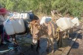 Crisis del agua: Al sur de la CDMX, la única forma de que llegue el líquido, es en animales de carga