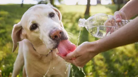 ¿Por qué no es recomendable rapar a tu perro en temporada de calor? Aquí te decimos