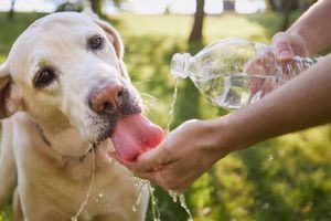¿Por qué no es recomendable rapar a tu perro en temporada de calor? Aquí te decimos