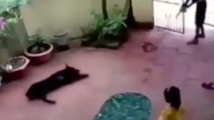 ¡Todo un héroe! Perrito finge 'dormir' para salvar a una niña