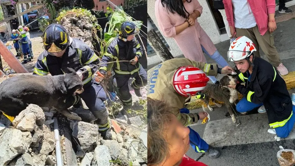 Rescatan a lomitos atrapados tras explosión en vivienda de Tlalpan