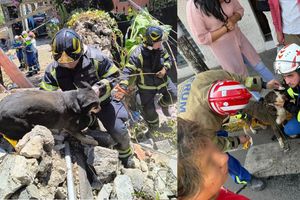 Rescatan a lomitos atrapados tras explosión en vivienda de Tlalpan