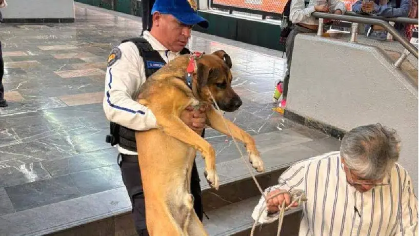 Rescatan a perrito que se metió en las vías del metro de la línea 4