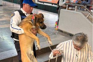 Rescatan a perrito que se metió en las vías del metro de la línea 4