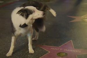 'Messi' orina la estrella de Matt Damon en los Premios Oscar