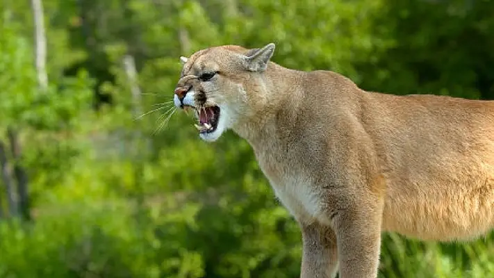 En Tamaulipas, un hombre se enfrenta a un puma en una lucha... ¡Y logra vencerlo!