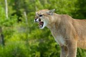 En Tamaulipas, un hombre se enfrenta a un puma en una lucha... ¡Y logra vencerlo!