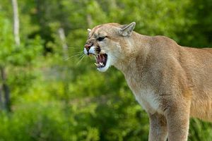 En Tamaulipas, un hombre se enfrenta a un puma en una lucha... ¡Y logra vencerlo!