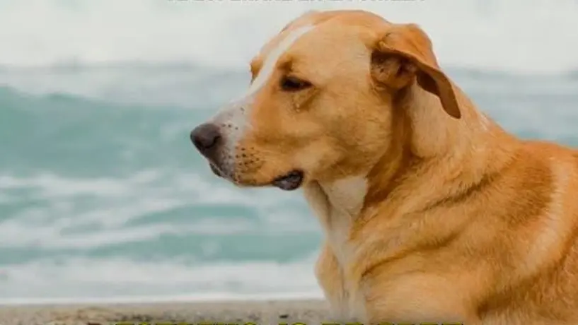 De las calles a la fama: "Vaguito", un perro rescatado se convierte en estrella de cine