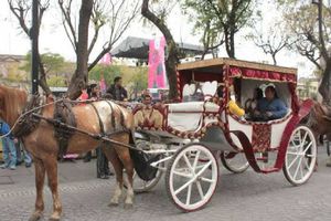 ¡Ya no más calandrias jaladas por caballos en Guadalajara!