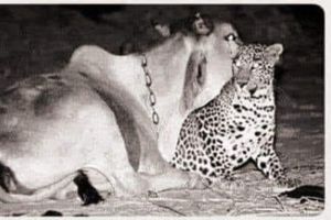 ¡Increíble! Un leopardo visita todas las noches a una vaca, y no la ataca