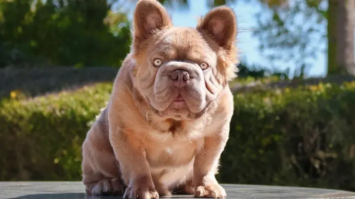 ¡Dos millones de pesos! Es lo que cuesta el perro más caro del mundo; conócelo