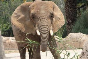 'Salvemos a Ely' busca convertirse en una realidad