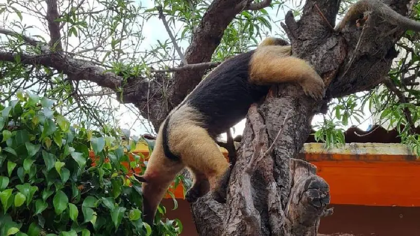 Rescatan a un oso hormiguero que caminaba por calles de Nezahualcóyotl, Edomex