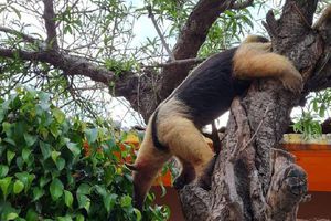 Rescatan a un oso hormiguero que caminaba por calles de Nezahualcóyotl, Edomex