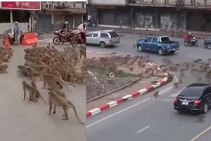 Graban enfrentamiento entre pandillas… ¡de monos!