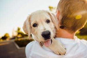 No tramitar el CURP para mascotas te podría generar una multa y ser arrestado