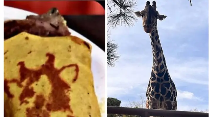 Los 'Benitacos', tacos especiales para la jirafa Benito, en puebla