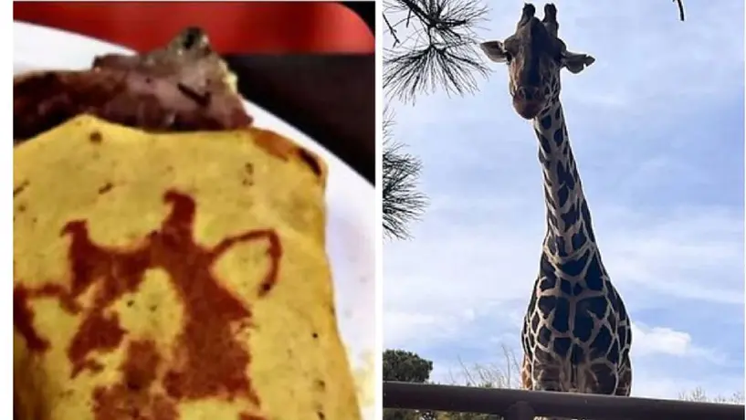 Los 'Benitacos', tacos especiales para la jirafa Benito, en puebla