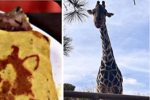 Los 'Benitacos', tacos especiales para la jirafa Benito, en puebla