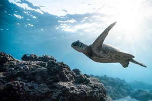 Comer carne de tortuga deja 9 muertos y 78 hospitalizados; te contamos la historia