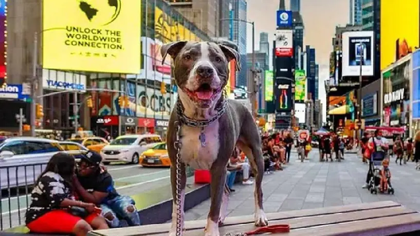 ¿Sabías que en Nueva York hay más mascotas que niños viviendo en la ciudad?