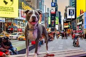¿Sabías que en Nueva York hay más mascotas que niños viviendo en la ciudad?