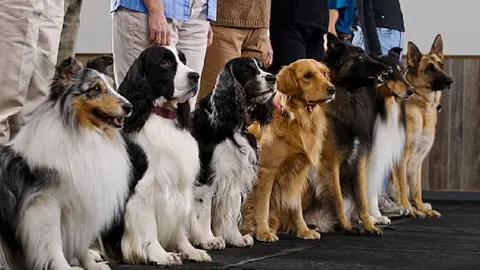 ¡No te pierdas el entrenamiento canino gratuito en la alcaldía Cuauhtémoc!