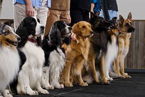 ¡No te pierdas el entrenamiento canino gratuito en la alcaldía Cuauhtémoc!