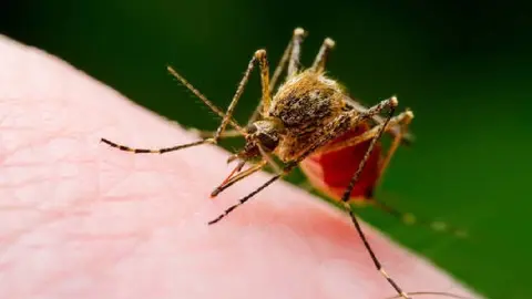 El primer caso de virus de Zika ha sido confirmado en México