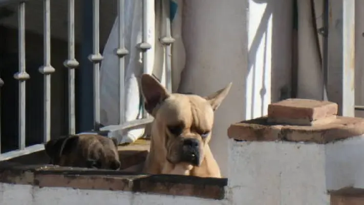 ¿Sabías que dejar a tus mascotas en la azotea con el intenso calor puede acarrear una multa?