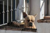 ¿Sabías que dejar a tus mascotas en la azotea con el intenso calor puede acarrear una multa?
