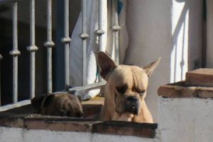 ¿Sabías que dejar a tus mascotas en la azotea con el intenso calor puede acarrear una multa?