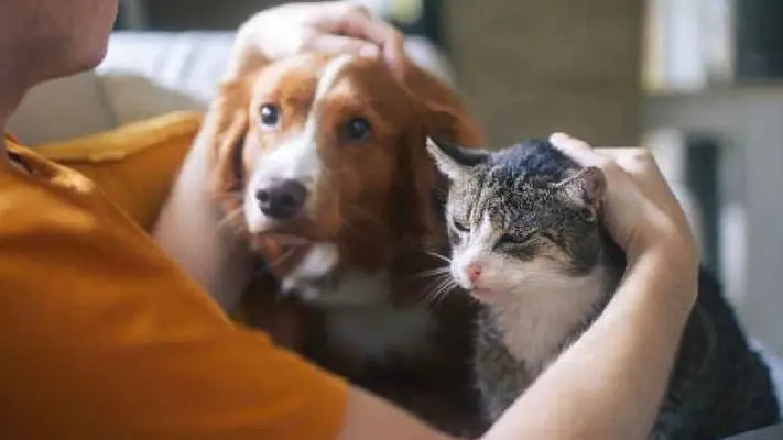 Nueva ley obligará a caseros a rentarte aunque tengas mascotas ¡Descubre en qué estado!