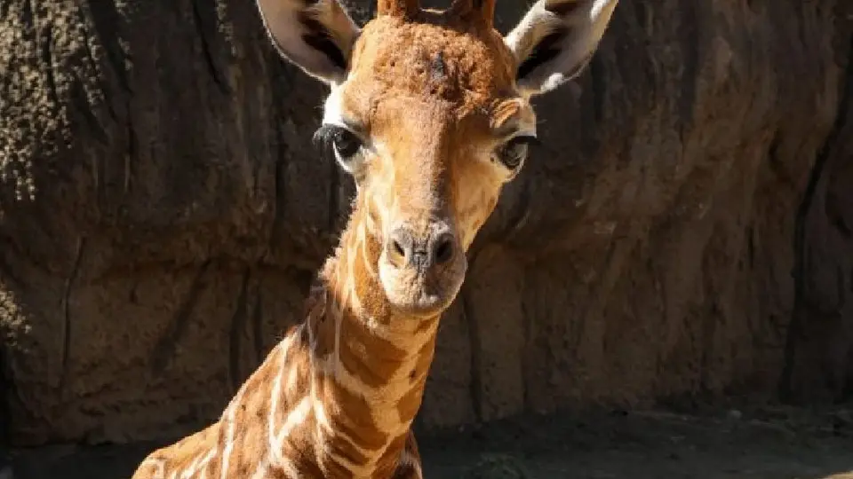 ¡Jirafa bebé de Chapultepec ya tiene nombre! Te decimos cómo se llama