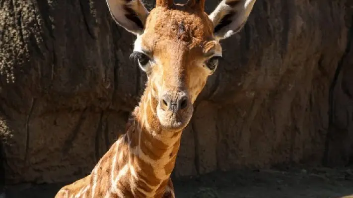 ¡Jirafa bebé de Chapultepec ya tiene nombre! Te decimos cómo se llama