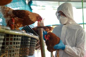 Se encienten alarmas por aumento de casos de gripe aviar