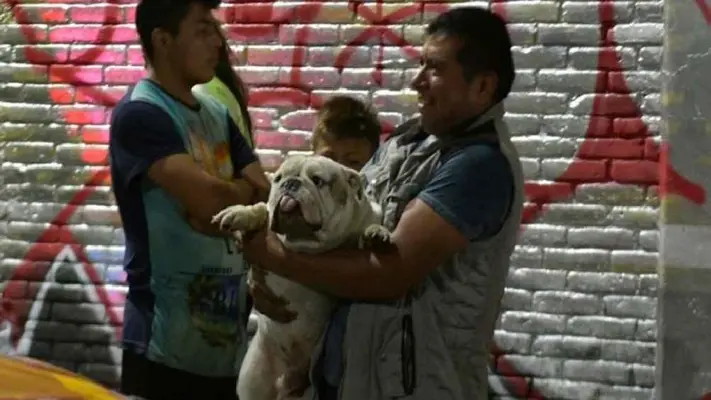 Rescatan a perrito del accidente de helicóptero en Coyoacán. ¡Vivía en el taller mecánico del percance!