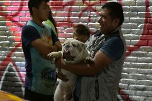 Rescatan a perrito del accidente de helicóptero en Coyoacán. ¡Vivía en el taller mecánico del percance!