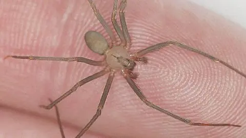 ¡Atención! La temporada de la araña violinista está por comenzar en México. ¡Mantente alerta!